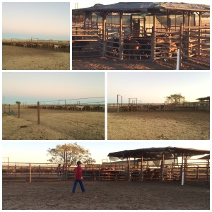 cattle yards