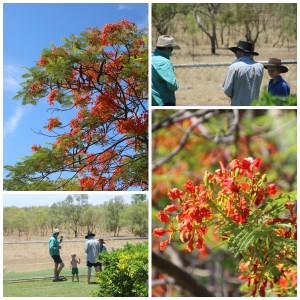 Outback Flowers