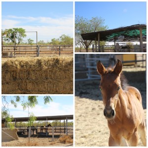 Outback Stable