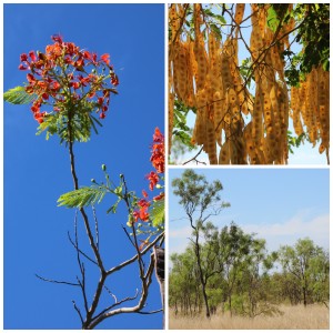 Outback view